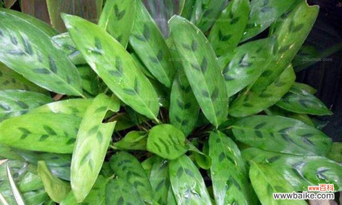 探索豹纹竹芋的深层内涵 豹纹竹芋的花语与寓意