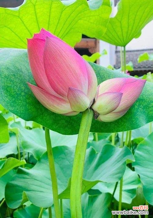 解读并蒂莲的寓意与传承 并蒂莲的象征意义