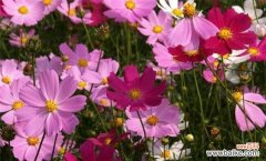 传递感情的鲜花语言 以波斯菊的花语