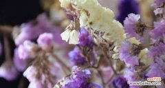 揭示花语与人文化传承的关系 以补血草的花语