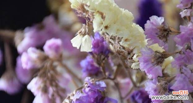 揭示花语与人文化传承的关系 以补血草的花语