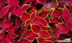 探索彩叶草的美丽与神秘 彩叶草的花语与寓意