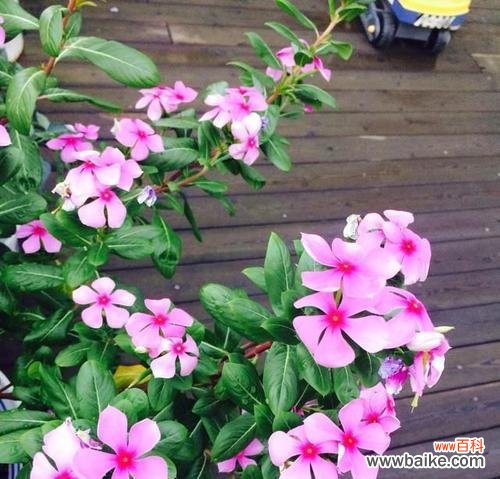 春天的使者 长春花的花语与寓意