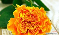 探寻橙色月季花的隐含意义 橙色的月季花——热情与活力的象征