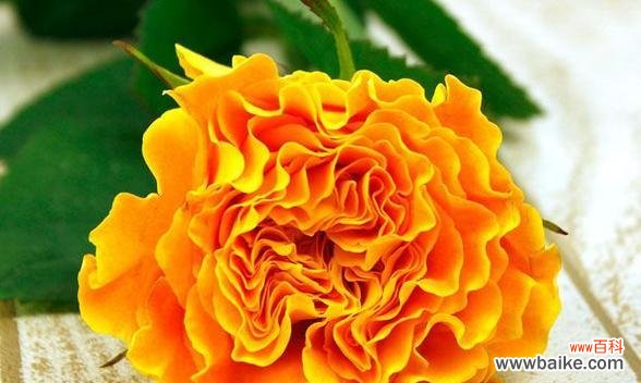 探寻橙色月季花的隐含意义 橙色的月季花——热情与活力的象征