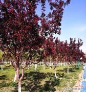 探寻垂丝海棠的花语之美 垂丝海棠的花语与美丽传承