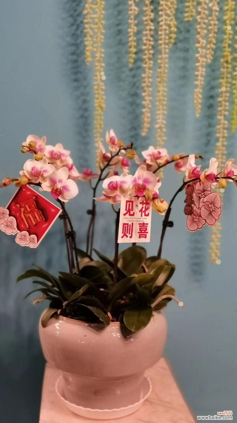 新家搬迁应送哪种花表达祝福?