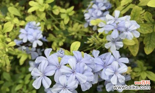 带来爱和光的花语是什么？哪种花象征着爱与光？