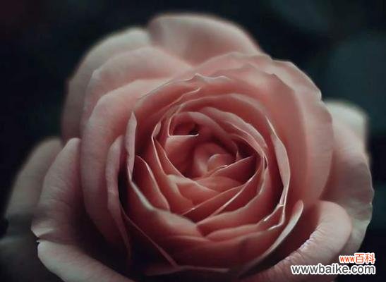 弗洛伊德玫瑰花的含义是什么？