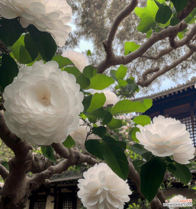 白色山茶花的花语有何含义?