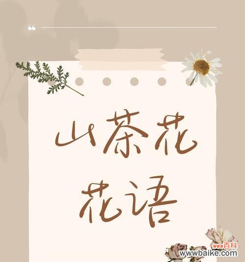白色山茶花的花语有何含义?