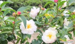 白色山茶花的花语有何含义？