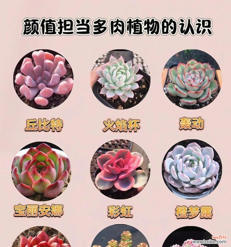 最神奇多肉花语是什么意思?多肉植物的花语有哪些?
