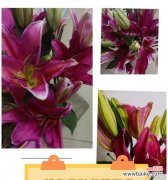 什么花的花语是神秘和高贵？神秘和高贵的花语是什么？