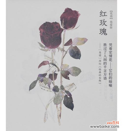 哪种花的花语是我爱自己？