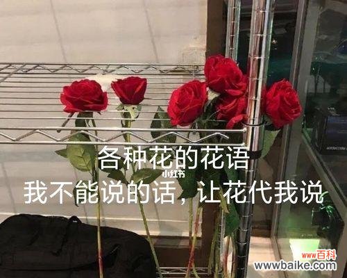 哪种花的花语是我爱自己？