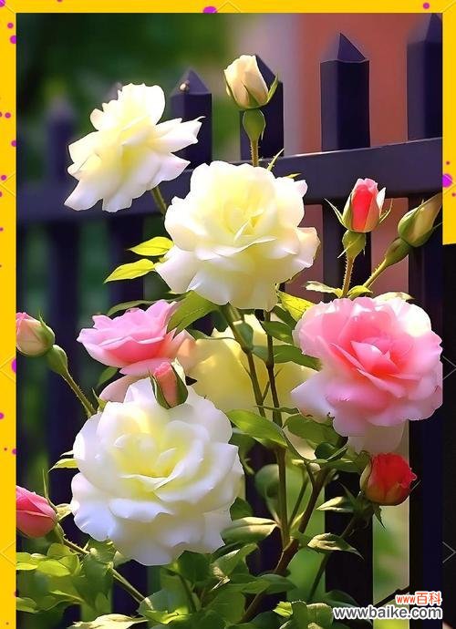 哪种花的花语是我爱自己？