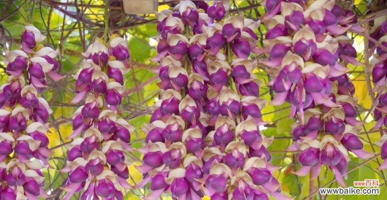 这些植物的花语和寓意是什么？如何解读它们的深层含义？