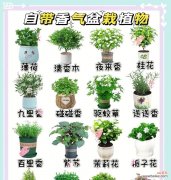 这些植物的花语和寓意是什么？如何解读它们的深层含义？