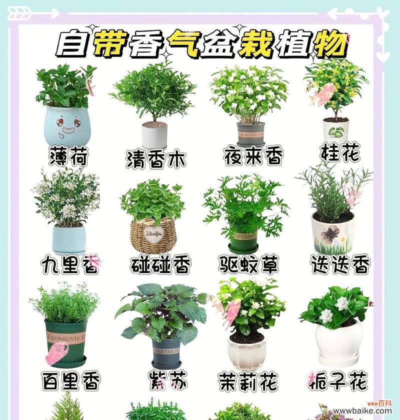 这些植物的花语和寓意是什么？如何解读它们的深层含义？