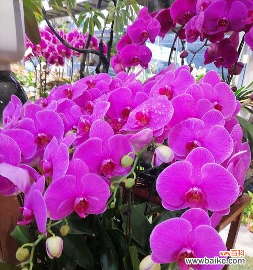 不同颜色兰花的花语有何区别?