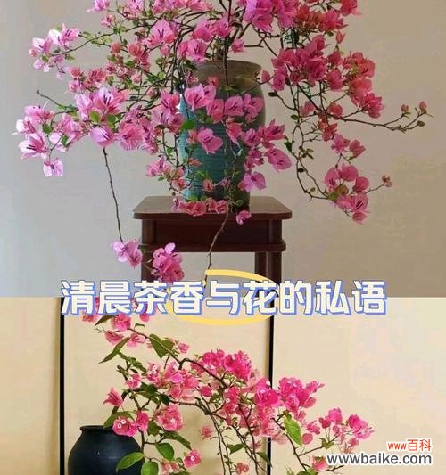 不同颜色兰花的花语有何区别?
