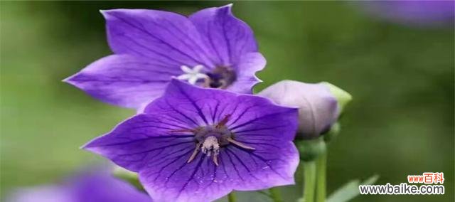 桔梗花有哪些独特花语？