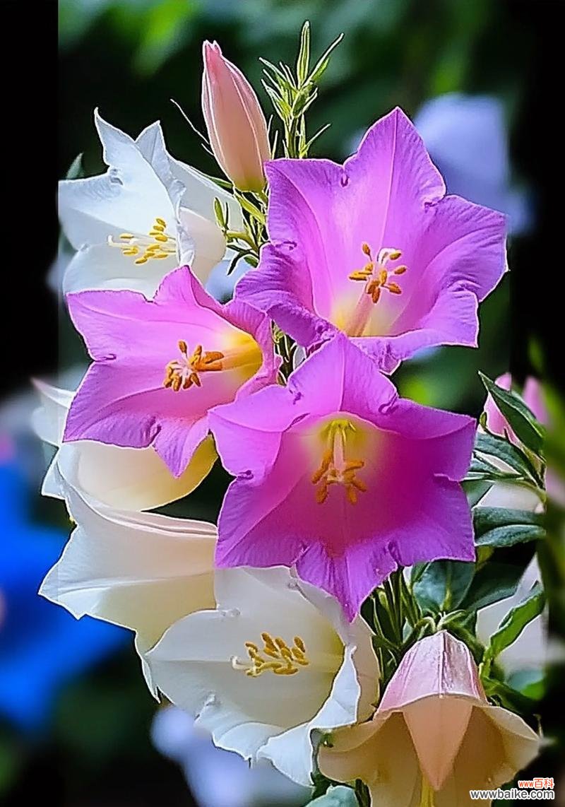 桔梗花有哪些独特花语？