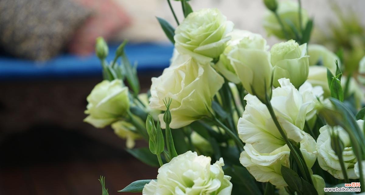 桔梗花有哪些独特花语？