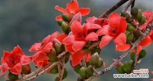 什么木的花语成语是什么?这四个字的花语有何寓意?