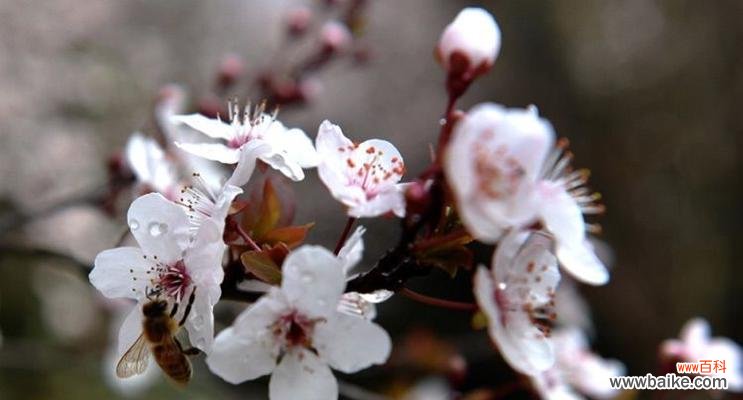 蜜蜂蘑菇的花语有何含义?它代表了什么?