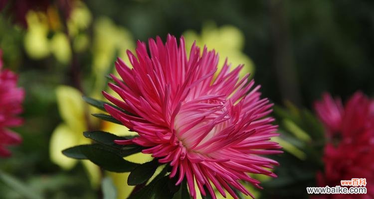 蜜蜂蘑菇的花语有何含义?它代表了什么?