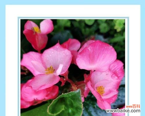 探索秋海棠的深层寓意及文化价值 秋海棠的花语与意义