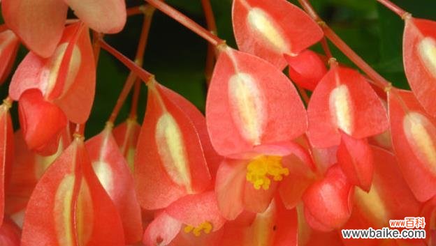 探索秋海棠的深层寓意及文化价值 秋海棠的花语与意义