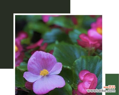 探索秋海棠的深层寓意及文化价值 秋海棠的花语与意义