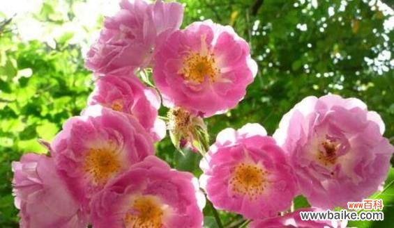 秋意浓,花语长,秋天花卉传递的15种情感与寓意 秋天花卉的花语——探寻秋季花卉的深意