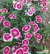 秋意浓，花语长，秋天花卉传递的15种情感与寓意 秋天花卉的花语——探寻秋季花卉的深意