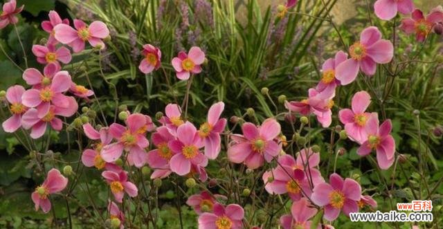 寓意高贵与美丽的秋牡丹花 秋牡丹的花语与代表含义