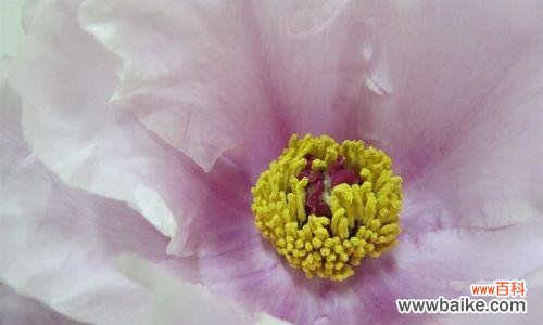 寓意高贵与美丽的秋牡丹花 秋牡丹的花语与代表含义