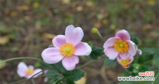 寓意高贵与美丽的秋牡丹花 秋牡丹的花语与代表含义