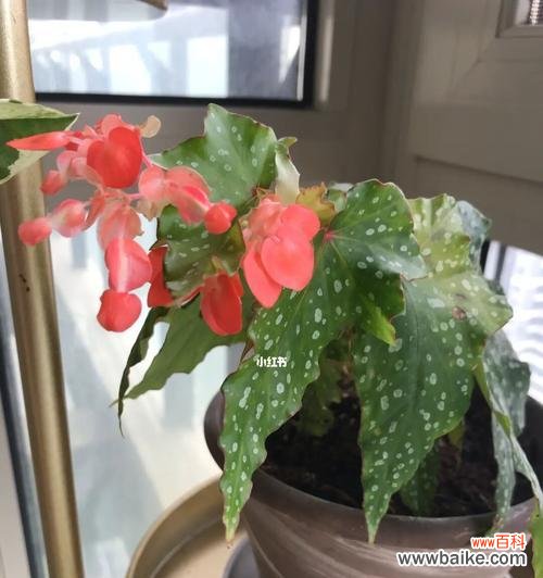 秋海棠叶 秋海棠叶的寓意与象征