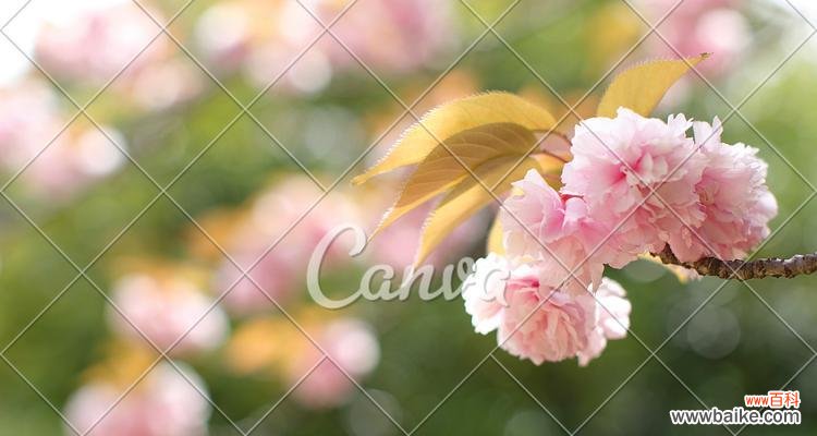 欣赏樱花的情感体验与传承 樱花之美