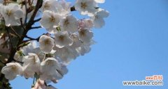 欣赏樱花的情感体验与传承 樱花之美