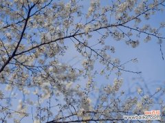 盛开于春天的美丽花朵与日本文化传统 樱花的寓意与象征意义