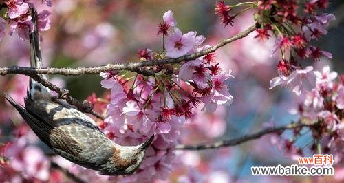 盛开于春天的美丽花朵与日本文化传统 樱花的寓意与象征意义