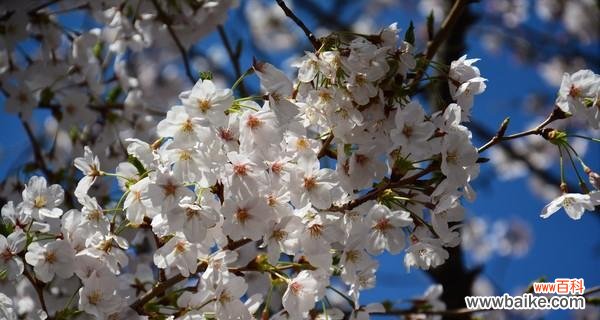 盛开于春天的美丽花朵与日本文化传统 樱花的寓意与象征意义