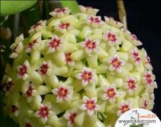 一朵花的世界，一种心灵的沟通 探寻以球兰花的语言之美