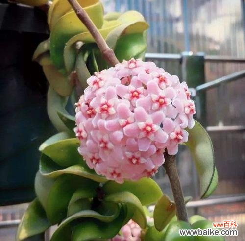 神秘、高贵、纯洁，以球兰花语的深刻内涵 以球兰的花语