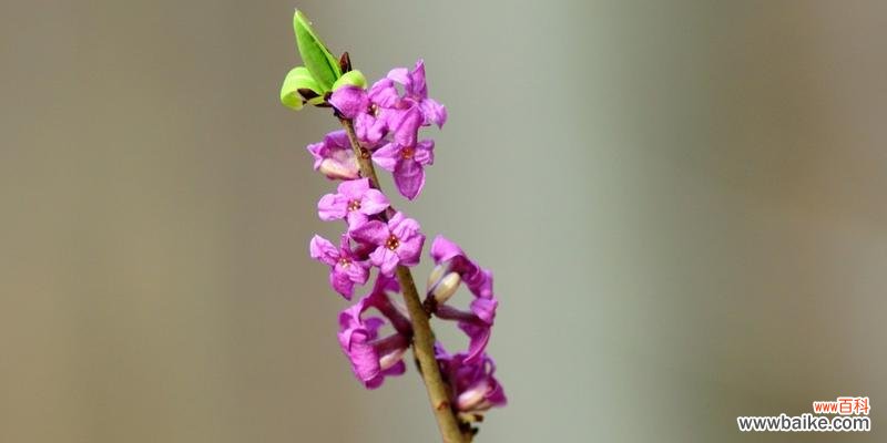 探秘瑞香花的花语与含义 瑞香花