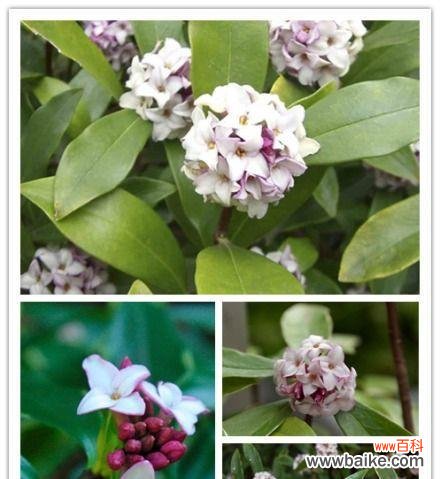 探秘瑞香花的花语与含义 瑞香花